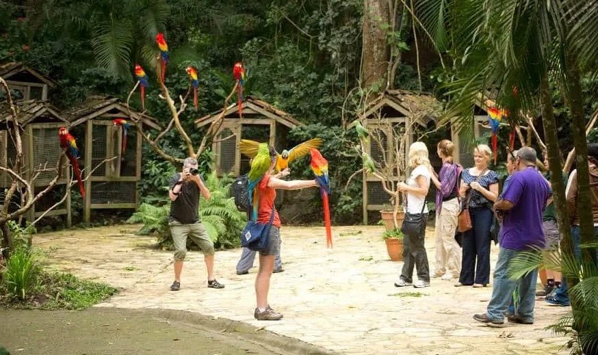 Macaw Mountain Bird Park, Near Copán Ruinas, Honduras
